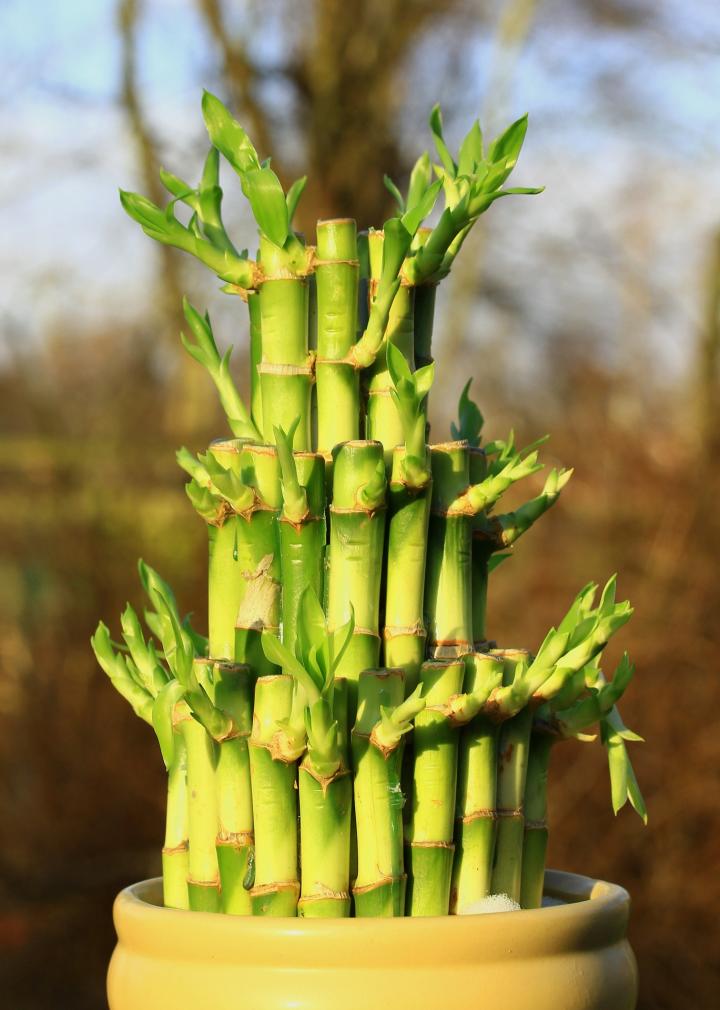 How to Grow Lucky Bamboo